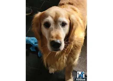 a golden retriever dog looking at the camera